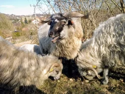 Chovné stádo Valašských ovcí