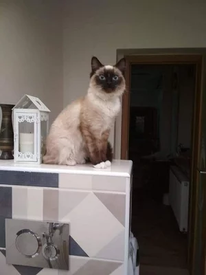 Hledáme kocoura Ragdoll pro krytí