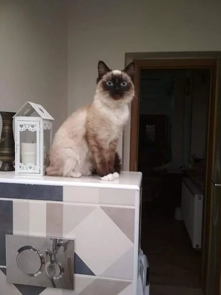 Hledáme kocoura Ragdoll pro krytí