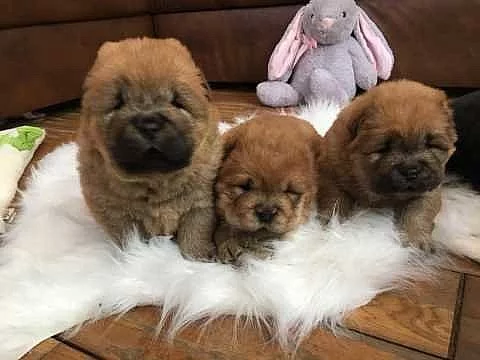 Naše krásná krémová kc reg chow chow štěňata