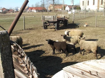 ovce a jehňata