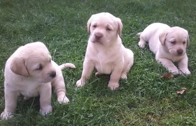 Štěňátka labradorského retrívra