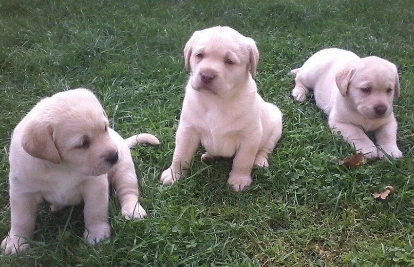 Štěňátka labradorského retrívra