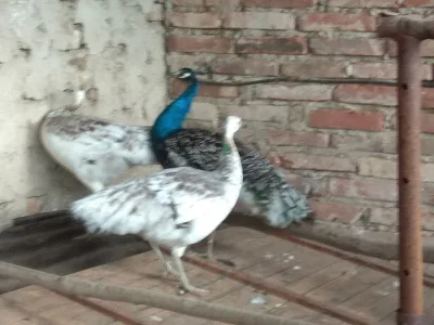 páv černokřídlý