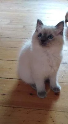 Ragdoll s PP