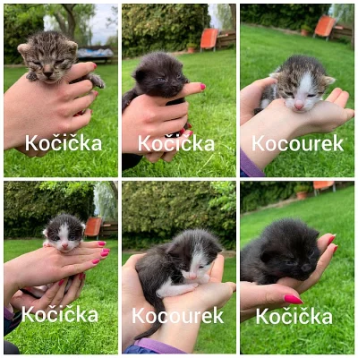 Daruji koťátka