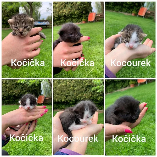 Daruji koťátka