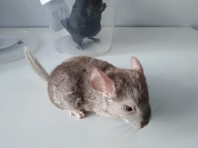 Mladé činčily z domácího chovu
