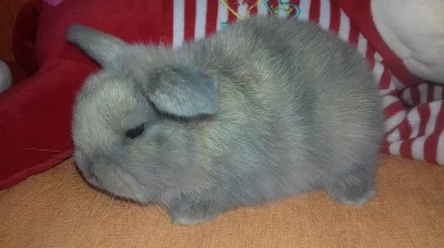 Zakrsly beranek-minilop