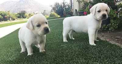 Milující roztomilý pes a fena Labradorský retrívr Štěňata št