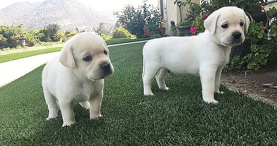 Milující roztomilý pes a fena Labradorský retrívr Štěňata št