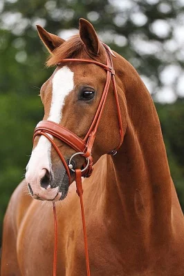 Shaním koně