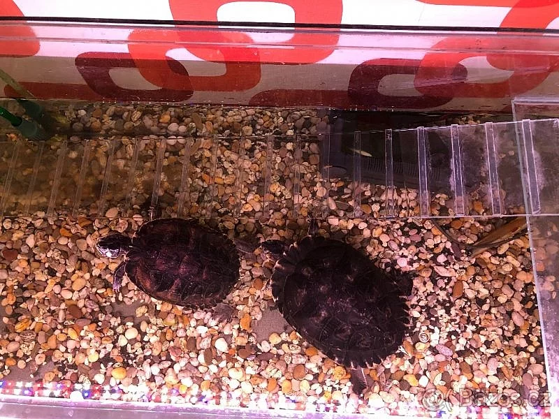 Prodám 2 vodní želvy s veškerou výbavou