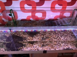 Prodám 2 vodní želvy s veškerou výbavou