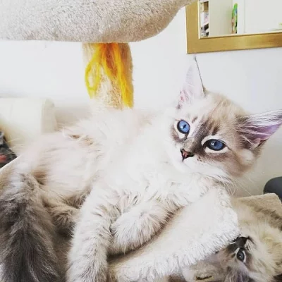 Neva Masquerade s PP (Silver Tabby point)