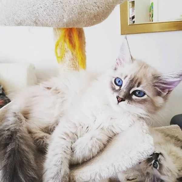 Neva Masquerade s PP (Silver Tabby point)