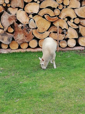 Jehňata