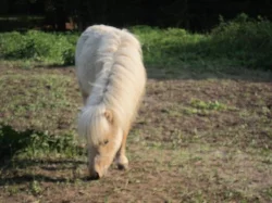 Minipony