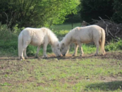 Minipony