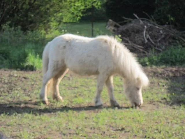Minipony