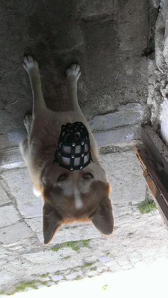 sibiřský husky krytí