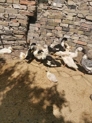 Prodám převážně kacery jsou krmeny trávou, obilím, a zbytky.