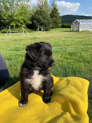 Prodám štěně ( psa) borderkolie