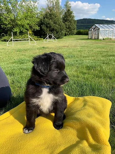 Prodám štěně ( psa) borderkolie