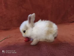 Prodám mláďata zakrslého divocezbarvného