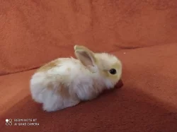 Prodám mláďata zakrslého divocezbarvného