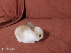 Prodám mláďata zakrslého divocezbarvného
