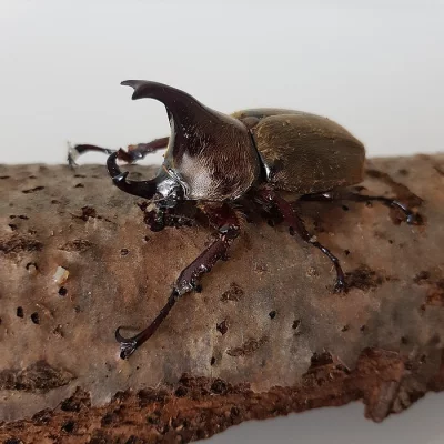 Xylotrupes pubescens