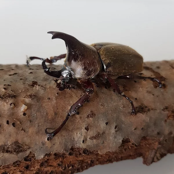Xylotrupes pubescens