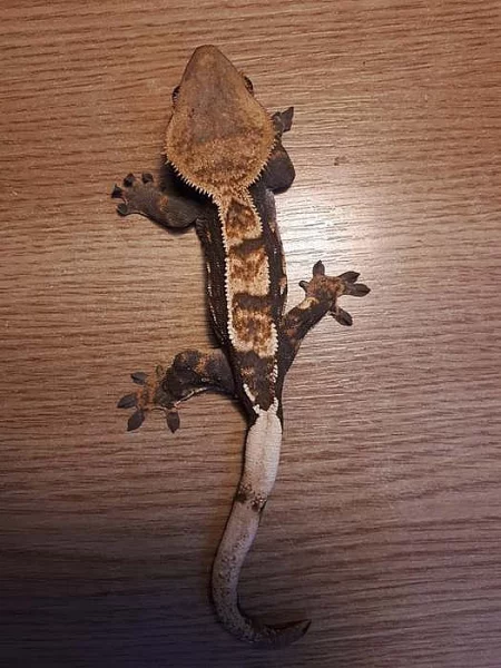 Pagekon řasnatý (prodám)