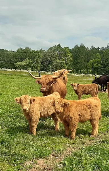 Prodám letošní telátka Highland, Skotský náhorní skot - dva