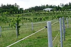 Pastevní ustájení ve Ptení u Prostějova