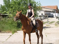 nabízím k pronájmu(za půjčení, ne ustájení) valacha