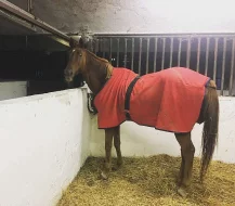 nabízím k pronájmu(za půjčení, ne ustájení) valacha