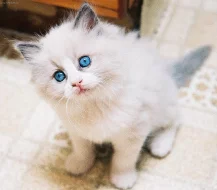 Prodám koťata plemene ragdoll
