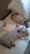 Prodám koťata plemene ragdoll
