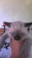 Prodám koťata plemene ragdoll