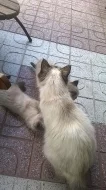 Prodám koťata plemene ragdoll