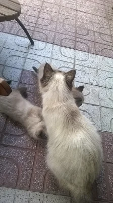 Prodám koťata plemene ragdoll