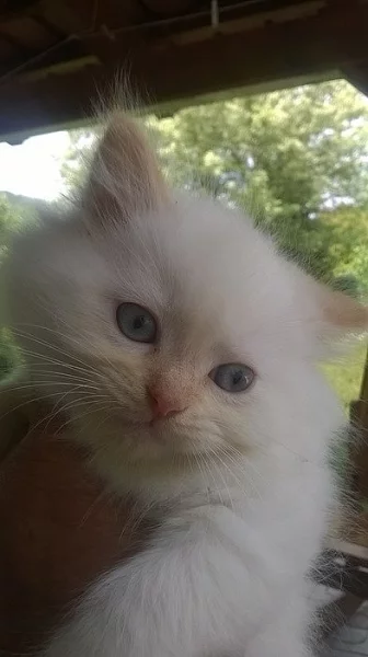 Prodám koťata plemene ragdoll