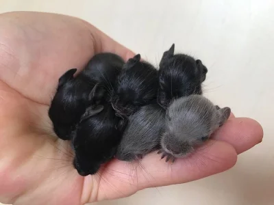 Osmák degu - mláďata černá, modrá, antracit, písek, krém