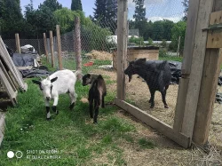 Kozy rodinka