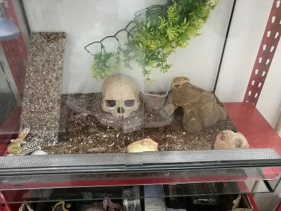 Gekončíci noční