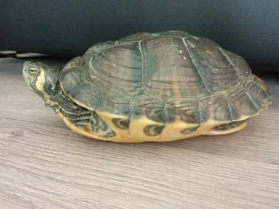 Vodní želva žlutolící