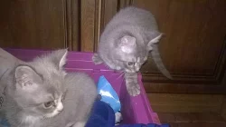 Prodám krásné modré kočičí slečny bez PP- m.c.
