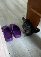 Máša a Míša